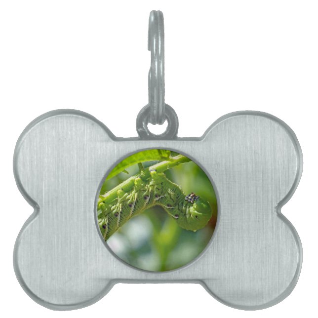 Tomato Hornworm Pet Tag (Front)