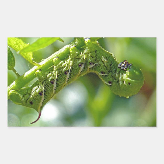 Tomato Hornworm Rectangular Sticker (Front)
