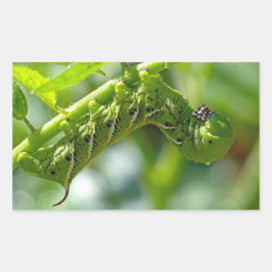 Tomato Hornworm Rectangular Sticker