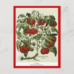 Tomato Postcard