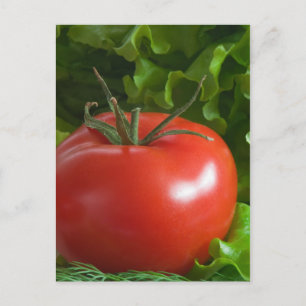 Tomato Postcard