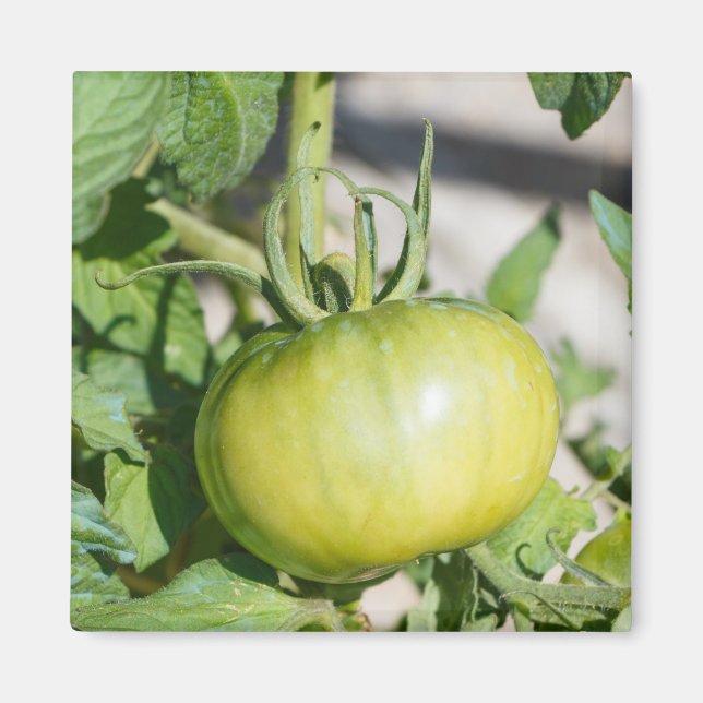 Tomato ripening in an orchard magnet (Front)