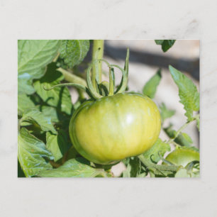 Tomato ripening in an orchard postcard
