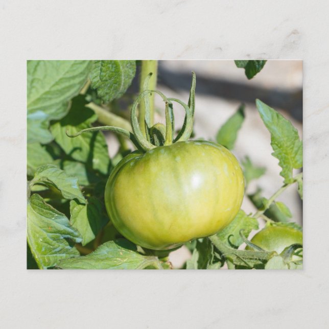 Tomato ripening in an orchard postcard (Front)