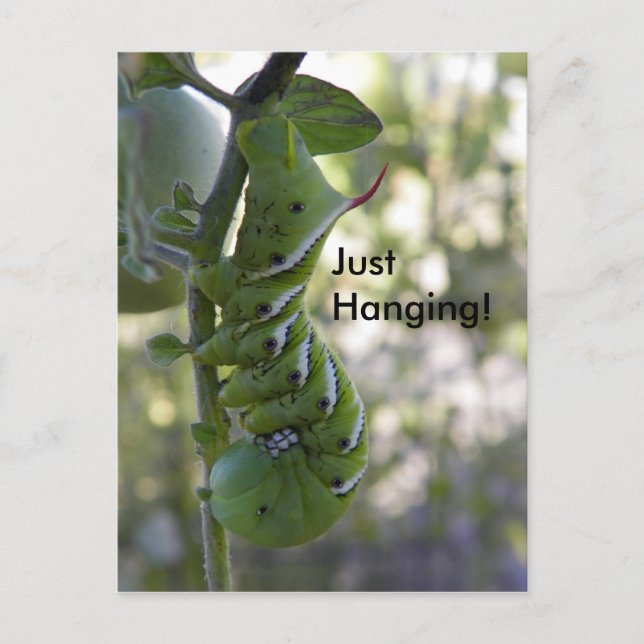 tomato worm  / Caterpillar Postcard (Front)