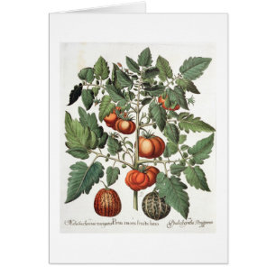 Tomatoes and Melons: 1.Poma amoris fructu luteo; 2