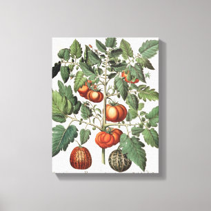Tomatoes and Melons: 1.Poma amoris fructu luteo; 2 Canvas Print