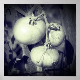 Tomatoes On The Vine Black And White Poster