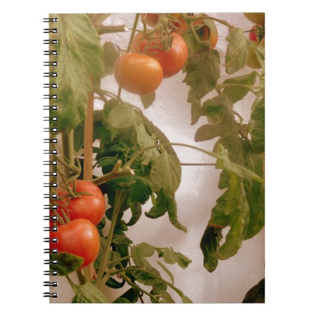 Tomatoes On Vine Spiral Notebook (Front)