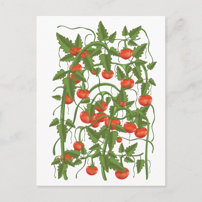 Tomatoes Pattern Postcard (Front)