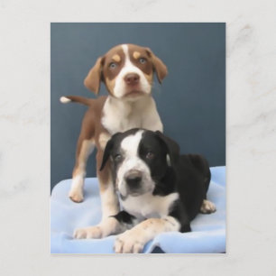 Tommy & Toby Postcard