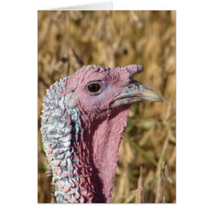 Tommy Turkey Blank All Occassion Greeting Card