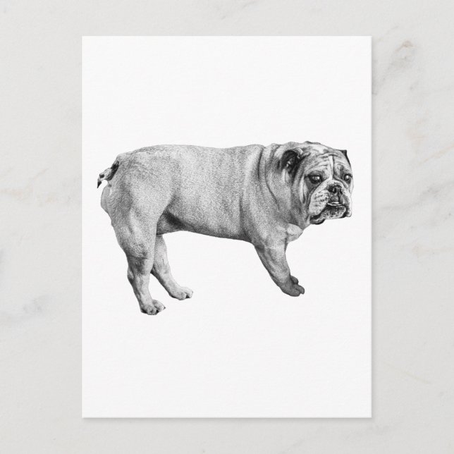 Tonal Bulldog Postcard (Front)