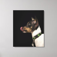 Tongue out of black and White Rat Terrier