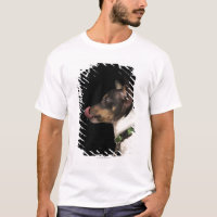 Tongue out of black and White Rat Terrier