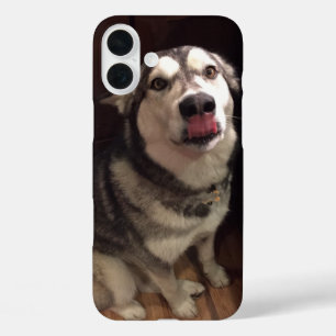 Tongue Teasing Alaskan Malamute Photograph iPhone 16 Plus Case