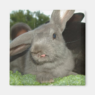 Tongue twister   magnet