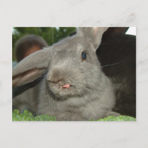 Tongue Twister! Postcard