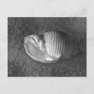 Tonna Tesselata Postcard