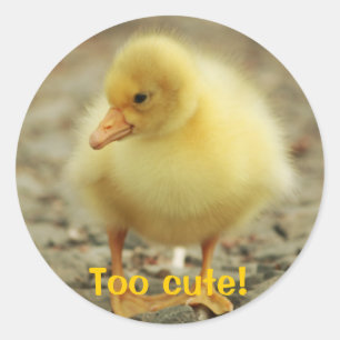 Too cute! classic round sticker