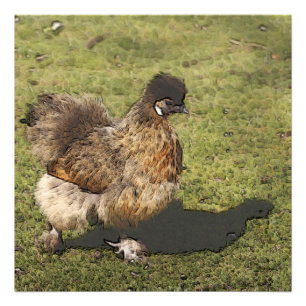 toony chicken photo print