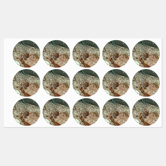 Toony dwarf mice (Sheet)