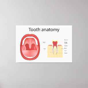 Tooth anatomy canvas print