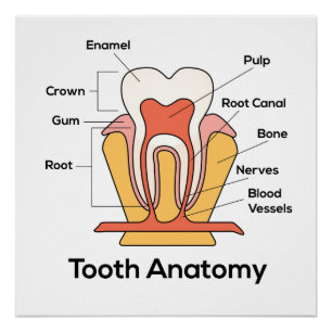 Tooth Anatomy Chart