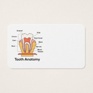 Tooth Anatomy Chart