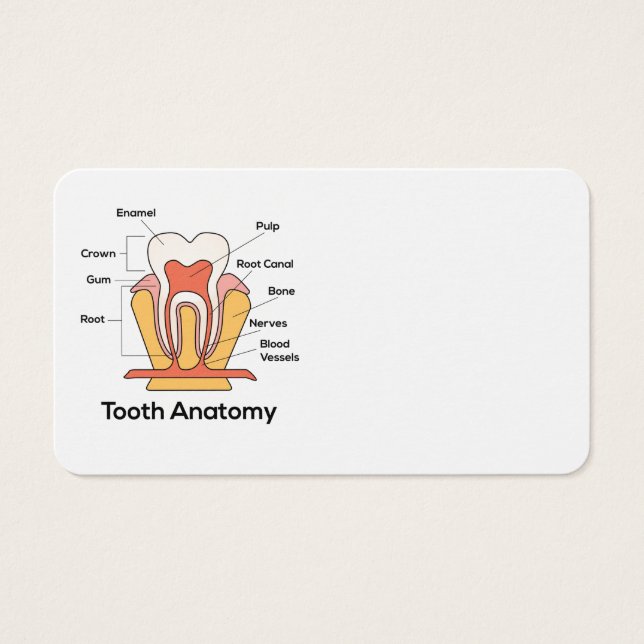 Tooth Anatomy Chart (Front)