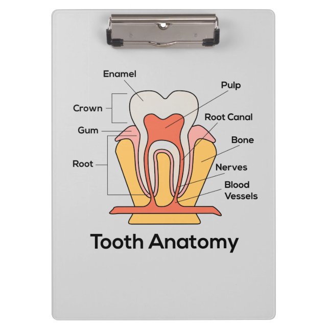 Tooth Anatomy Chart Clipboard (Front)
