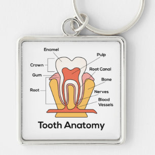 Tooth Anatomy Chart Key Ring