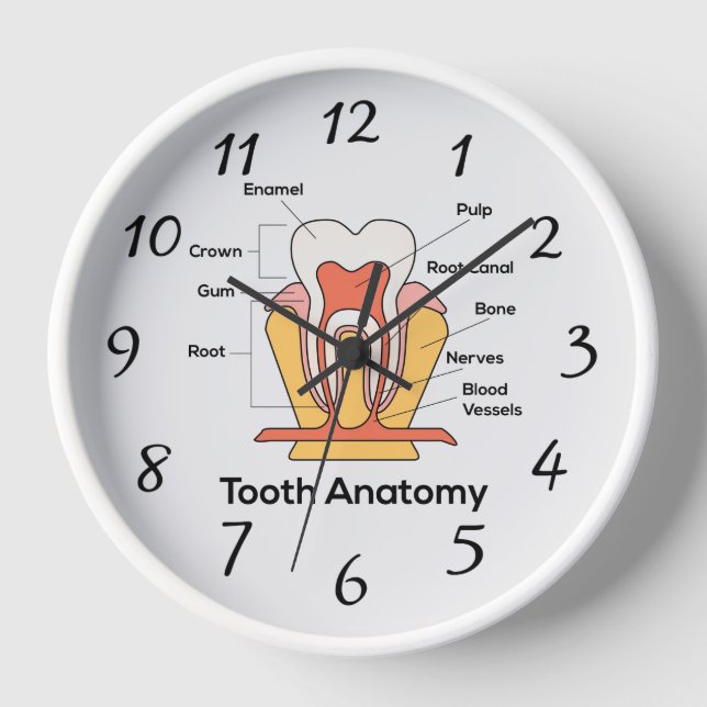 Tooth Anatomy Chart large wall clock (Front)