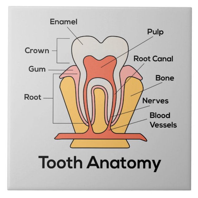 Tooth Anatomy Chart Tile (Front)