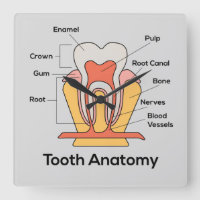 Tooth Anatomy clock