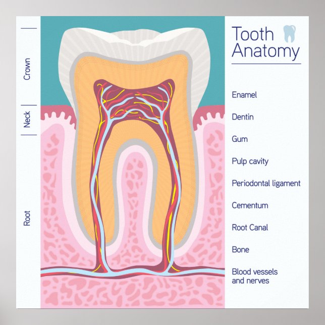 Tooth Anatomy illustration Poster (Front)