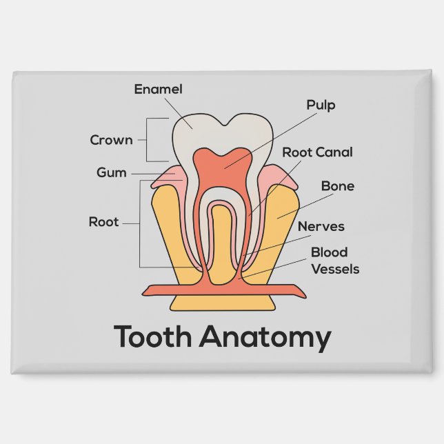 Tooth Anatomy Magnet (Front)
