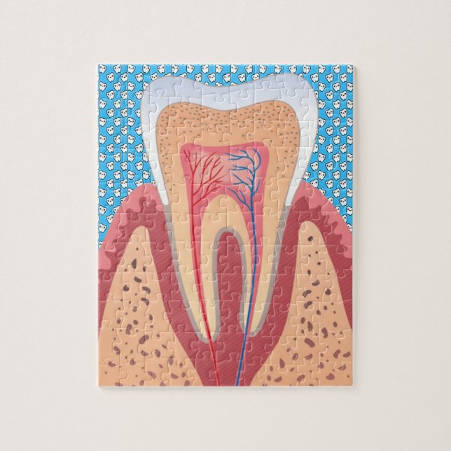 TOOTH STRUCTURE JIGSAW PUZZLE (Vertical)
