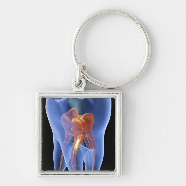 Tooth, transparent cross section of a molar key ring (Front)