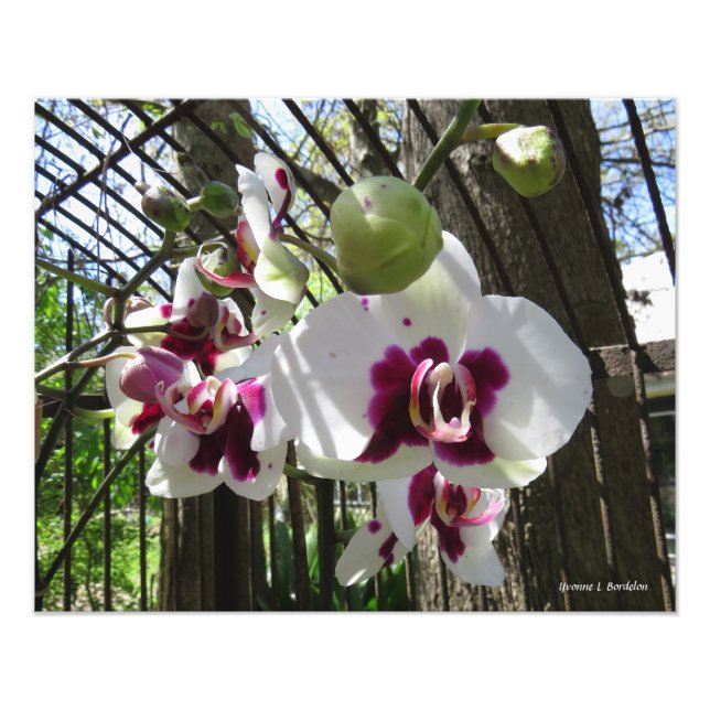 Toothed Purple and White Phalaenopsis Orchid Photo Print (Front)