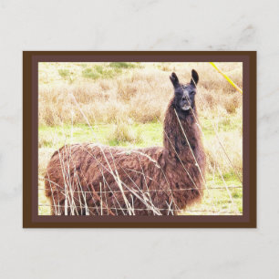 Toothy Lama Postcard
