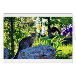 ~Top cat on Rock~