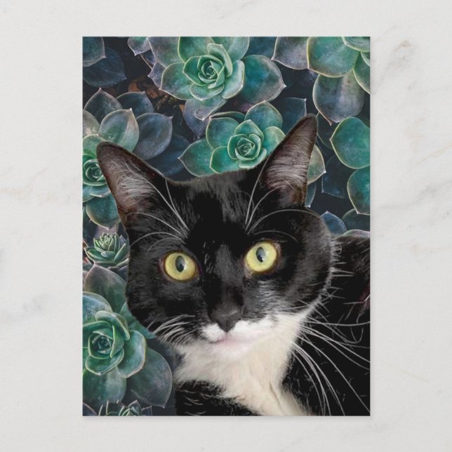 Top Cat Postcard (Front)