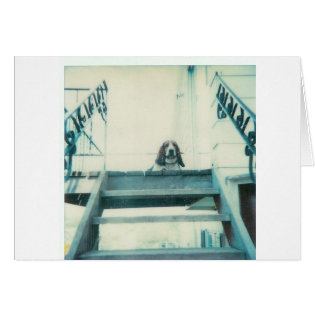 Top_Dog (Front Horizontal)