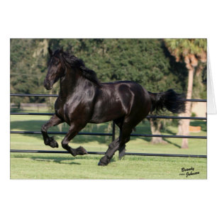 Top Hat Friesians