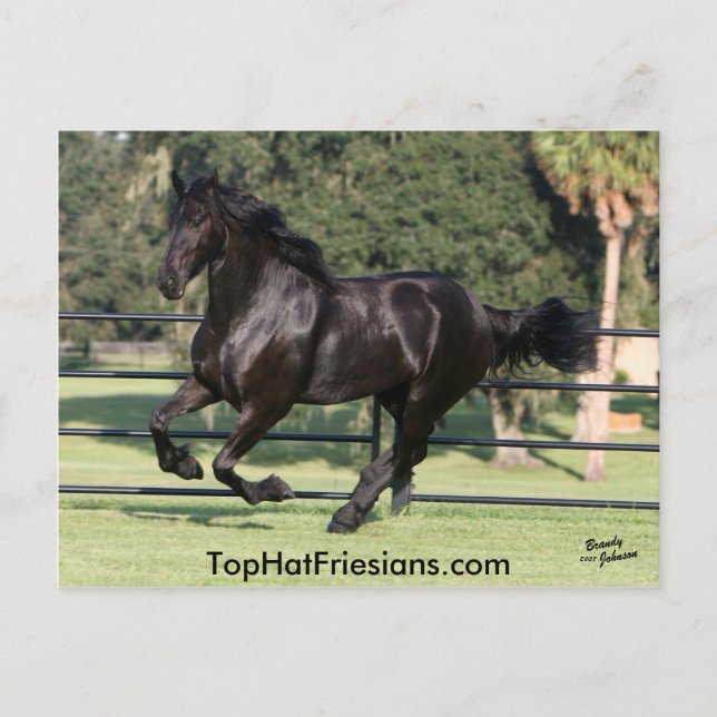 Top Hat Friesians Postcard (Front)
