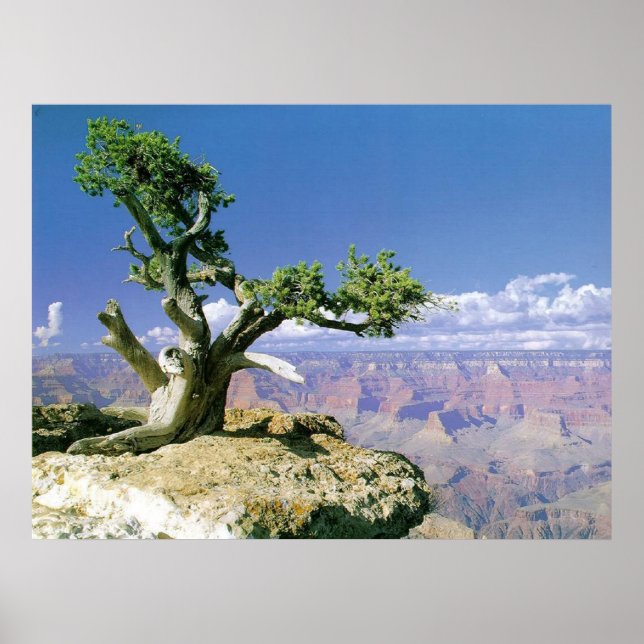 Top O' The Canyon Poster (Front)