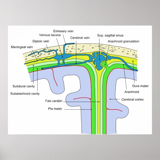 Top of the Skull Showing the Brain Membranes Poster (Front)