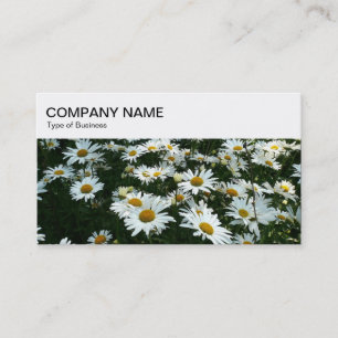 Top Panel - Shasta Daisies Business Card