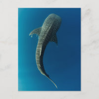 Top view of a Whale Shark